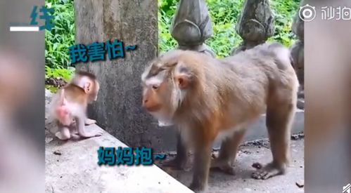 猴母教宝宝下台,耐心鼓励眼睛温柔 网友:我还不如猴子