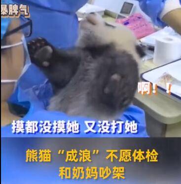 小熊猫体检时心情不好奶妈吵架 奶奶吼萌翻了(小熊猫庄园说说心情)