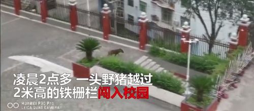 一头野猪闯入安康旬阳蜀河民族小学校园
