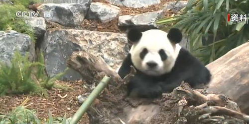 我们在加拿大的熊猫要断粮了!(我们来自加拿大)