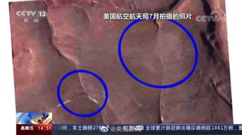 北极熊可能在2100年灭绝(北极熊可能在2100年灭绝完形填空)