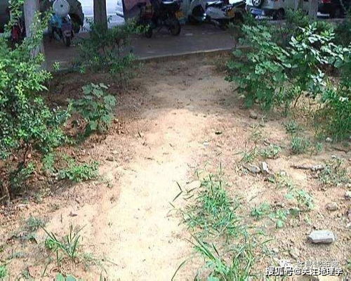 不管怎样,羊也想吃,现在我给你烤;通过现象看本质,这里是缺舟(不管怎样也想跟这个身体)