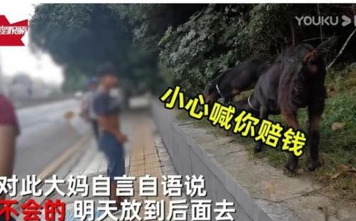 阿姨放羊啃绿化带路人劝阻 羊反正也是要吃的(放羊啃食绿化带犯法吗)