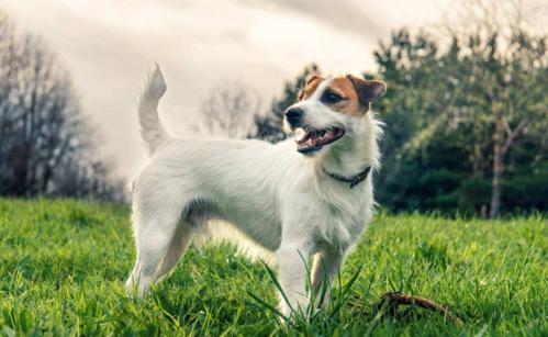 上海第一例狗主人遗弃犬案:被罚款500元,吊销犬证(上海狗与主人分不开)