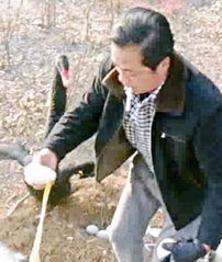游客偷天鹅蛋 最后把蛋放回窝里