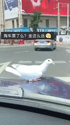 大连鸽子搭顺风车看风景(顺风车司机放我鸽子怎么办)