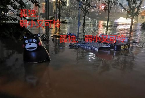 重庆熊本熊还在漂流 熊被冲到慈云寺门口接回家(重庆网红熊本熊)