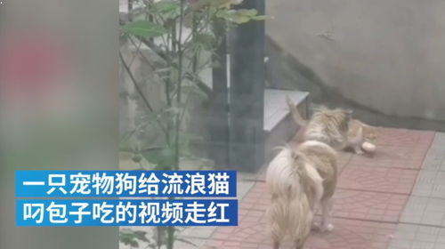 狗把肉包子给流浪猫 可爱的小天使