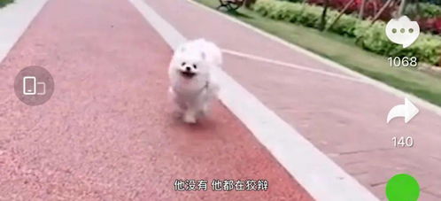 好消息!准研究生虐狗事件女主人发声:狗狗病情好转(研究生迎来2个好消息)
