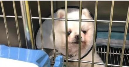 好消息!准研究生虐狗事件女主人发声:狗狗病情好转(研究生迎来好消息)