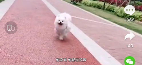 好消息!准研究生虐狗事件女主人发声:狗狗病情好转(研究生迎来好消息)