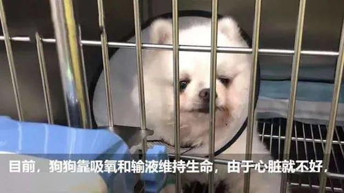 好消息!准研究生虐狗事件女主人发声:狗狗病情好转(研究生迎来好消息)