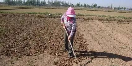 男人下地打硬物,打开稻子瞬间崩溃:头骨和四肢(下地男人打一生肖)