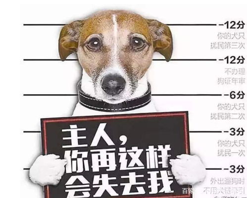顺德的狗女孩说她不在乎别人的评价