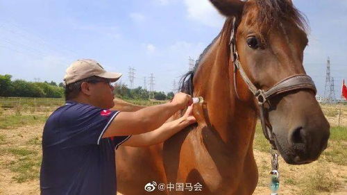 福建下海救人的第三匹马已经痊愈