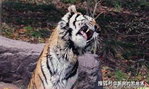 两小伙野外钓鱼时偶遇老虎,兴奋大叫并拍视频解说,10分钟后结