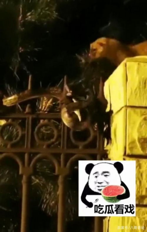 北京海淀一小区黄鼠狼和大青蛇上演蛇狼大战(海淀黄亭子小区)