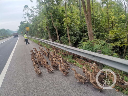 50多只鸭子在高速公路上摇摆