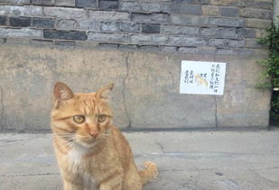 家里喜欢新生儿 猫蹲在门口,小心地监视着孟翻人的行为