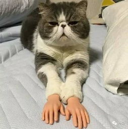 太可爱了!家里有新生儿 猫蹲在门口,小心地监视着孟翻人的行为(家里躺图片可爱)