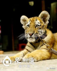 野生孟加拉虎占世界上所有野生老虎的一半,但它确实是濒危物种(中国野生孟加拉虎数量)