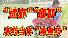 怪鱼为雀鳝鱼,它是一种食肉淡水鱼,食量大,性格凶猛(鳄雀鳝鱼是什么鱼)