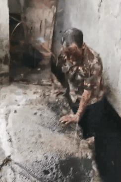 警察救了一头猪跳进化粪池