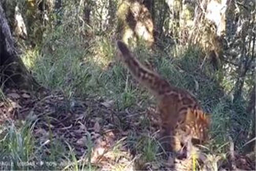 云南保山拍摄珍稀野生动物云猫