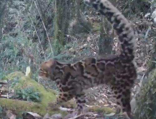 云猫生活在原始雨林或次生雨林中(原始生活40天 阿里云)