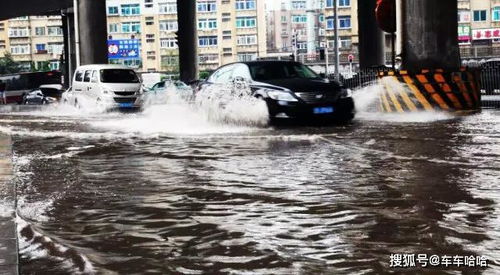 某市民发现一团黑在水中游动,近看只有鱼头,网友大喊难以置信