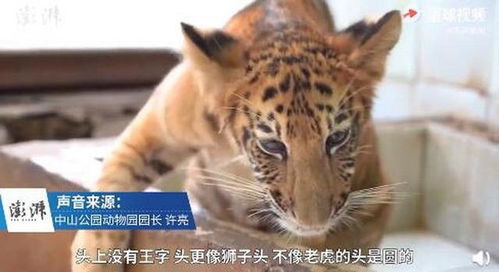 世界唯一虎狮虎兽出生100天(世界最大的狮虎兽)