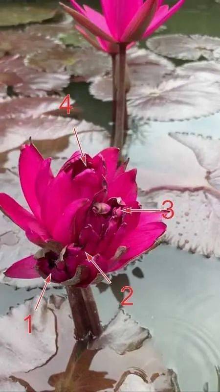 莲花山发现四蒂莲红色火焰 晚上开花热带睡莲(莲花山七蒂莲图片)