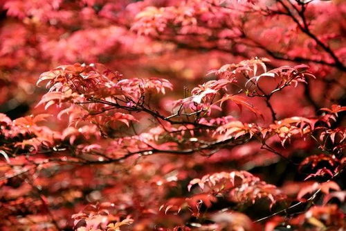今年秋分时间是公元1896年以来最早的一年(今年秋分时间是公历几月几日)