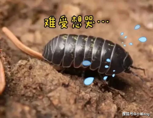 昆明9万初一学生盯上了.(昆明初一总分多少)