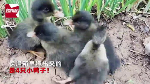 孔雀蛋鸭子孵出来了 商人说他可能错了(孔雀蛋为什么孵不出来)