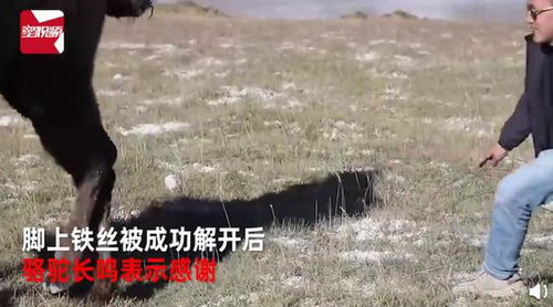骆驼铁丝缠脚,自驾游小伙子徒手救援 获救后的反应令人欣慰(梦见铁丝缠我的脚)