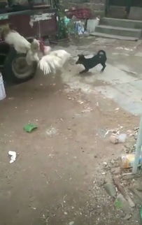 两只鸡打得不可开交,小狗试图拉架。现场太搞笑了