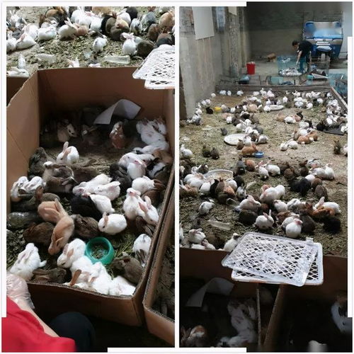 数千只宠物留在河南漯河市一个物流园区,死亡