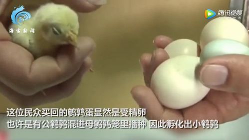 一个女人买了一盒鸭蛋,忘了吃。天后打开盒子看起来很傻(一个女人买了一盒鸡蛋发现是银蛋悬疑电影片名)