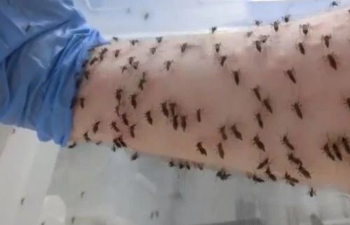 5000只蚊子咬男人的手臂 事后可怕的一幕曝光(5000只蚊子同时咬)