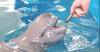 成群江豚现身长江湖北黄冈段,在货船旁捕食戏水(长江江豚频繁现身)