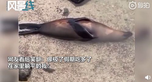 日本小海豹看起来像大叔脸红 画面搞笑(海豹看起来像什么)