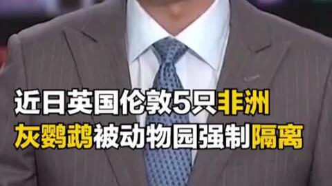 伦敦五只非洲灰鹦鹉被动物园隔离,并被重新教导鸟