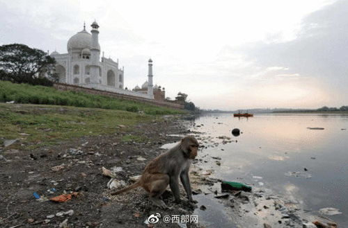 印度35只猴子打群架撞倒了房子(印度猴子摔死狗)
