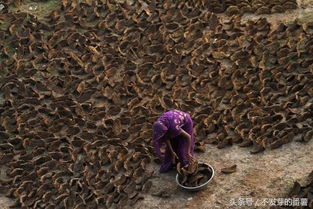 哈里亚纳邦:牛粪可用于药物研发(印度哈里亚纳邦电厂)