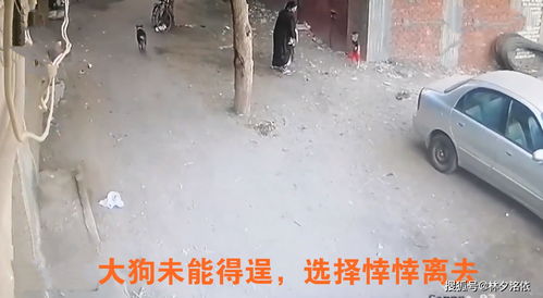 巴西幼儿被一只大狗扑倒咬伤,网友:若没有猫及时挺声而出,后果