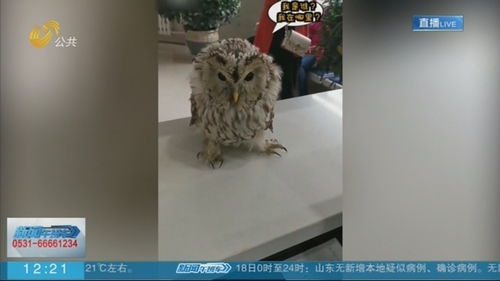 男子路上捡到一只猫头鹰 被车压住(男子路上捡到一只鸟)