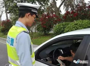 一只野鸭在高速公路上与车辆竞速,时速100公里,被旁车男子拍