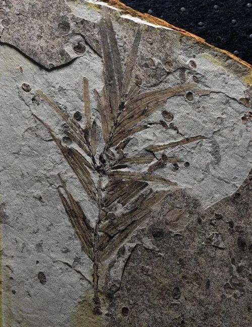福州长乐机场海关首次通过出口C类快递渠道查获古生物化石(福州长乐机场海关副关长)