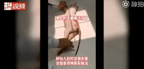 太原一男子当街虐猫 网友:千万不要接近这种人(太原一男子当街虐猫微博)